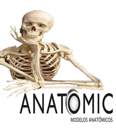 Anatomicmkt's profile picture. 