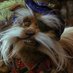 Sir Didymus (guardian of the mythical gateway) (@wooldorsockbatt) Twitter profile photo Sir Didymus (guardian of the mythical gateway) (@wooldorsockbatt) Twitter profile photo