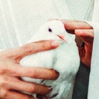 のらのとり🕊🪷さんのプロフィール画像