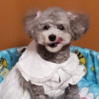 hitomi moko (@mokoh11) 's Twitter Profile