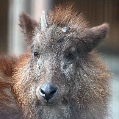 Japaneseserow25 Profile Picture