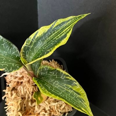 気付いたら趣味アカになってました。 ほぼほぼブセで少しジュエルとアクアリウムです🌿 ブセ実生（2024~）を始めました🌱 ※定期的にネイチャーアクアリウム専門店【AquaRevue】でお手伝いをしています✨