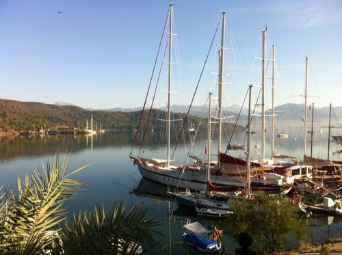 retrieverturkey's profile picture. 