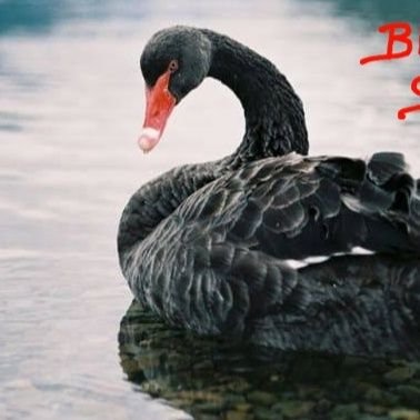 blackswan2023 Profile Picture