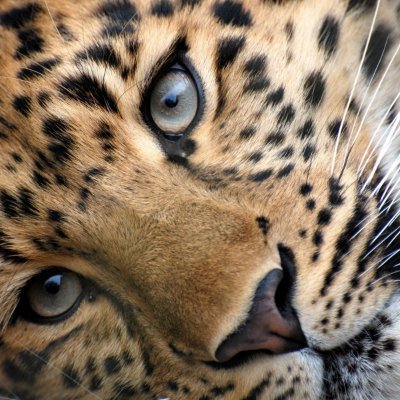 GirlyVamned's profile picture. Nami, chonccs and POROS are the best!