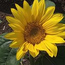 iris_sunflower8