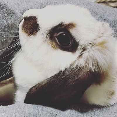 ロップイヤー女の子のまろです🌼小松菜とバナナが大好物(2021.2.14日生まれ🐰)お家では【まろち】って呼ばれてます☀️