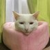 White cats (@whitecats5531) Twitter profile photo White cats (@whitecats5531) Twitter profile photo