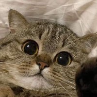 Poseidon (@poseidon_val) 's Twitter Profile