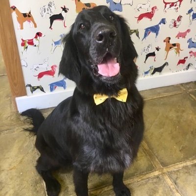 AllyPallyNW's profile picture. 