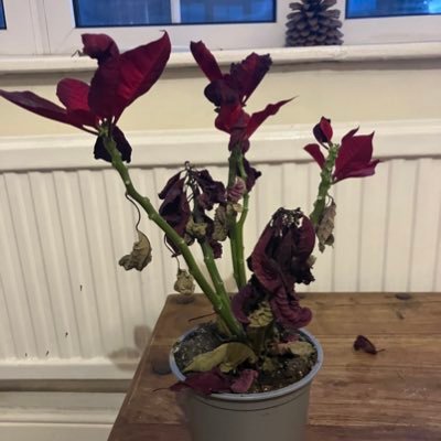 My wife complains that I don't buy her enough flowers. But when I do, she kills them and still leaves them on display. Follow the journey here....