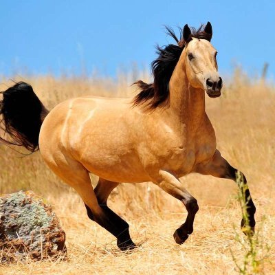 p_pferd's profile picture. "всем нам казалось, что большевизм долго не продержится, и надо было как-то протянуть до установления нормальной жизни",-Андрей Григорьевич Шкуро