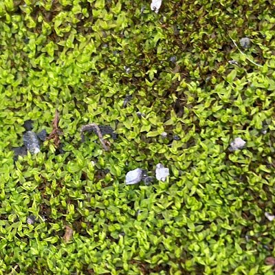 namisato_rio's profile picture. 