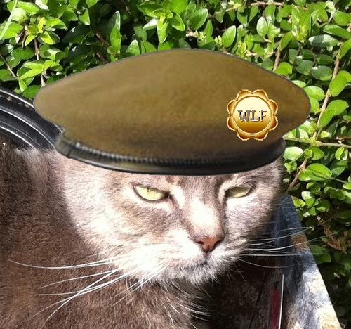 catinaflap's profile picture. East London cat with catitude! Exceptionally lazy, don't really do 'outdoors' and enjoy being high maintenance. Proud member of #WLF