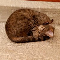 Qool (@czqool) 's Twitter Profile
