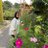 diniseshaa's profile image