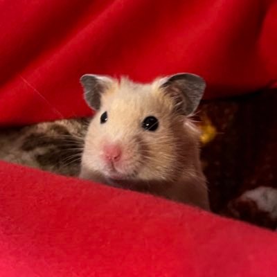 あつきさんのプロフィール画像