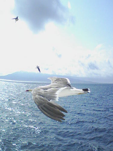 ukechijp's profile picture. 東京都在住の会社員(今、原因不明の左腕痛発生により休職中)です。趣味は旅行と音楽鑑賞で、原発事故による健康被害に興味を持ち始めました。
Twitterを始めたばかりで、慣れたらツイートにトライしますので、よろしくお願いします。