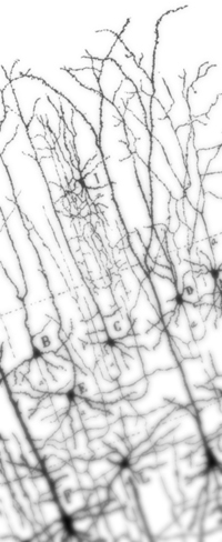neuralcircuits's profile picture. Neural Circuits Design lab official twitter account. Department of Zoology, University of Cambridge.