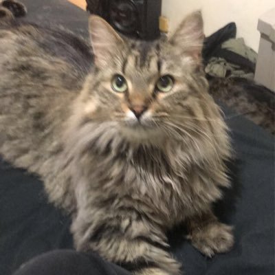 I am a blind outspoken single mother who backs real dv survivors like myself. I help homeless youth and animals when able I try to be a good person