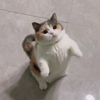 Billu (@billu7billu) 's Twitter Profile