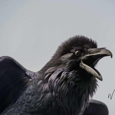 TalikAlec's profile picture. Arctic dweller. Environmental Biologist. Here for the Science. Masks up HEPAs on.