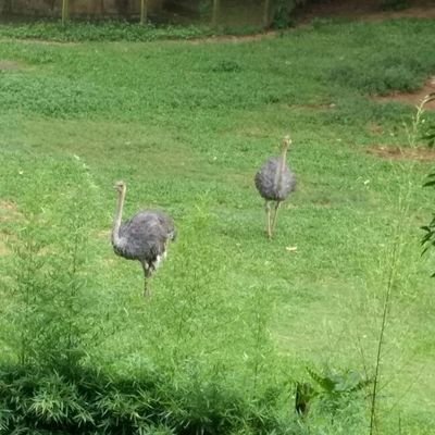 fatimacord11's profile picture. 