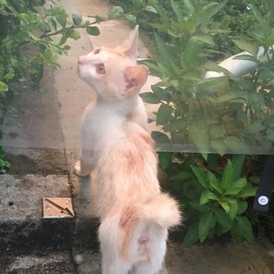 pbWITkwO7q4kY7Y's profile picture. 沖縄が大好きで石垣島に移住し始めました。　でもほとんど見るの専門です🐱