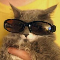 Fatih (@kanfatih) 's Twitter Profile
