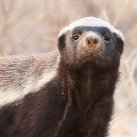 salty oklahoman (@oklahomansalty) 's Twitter Profile