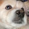 108Morton's profile picture. Official dog of @fromthe108 Treats and shit