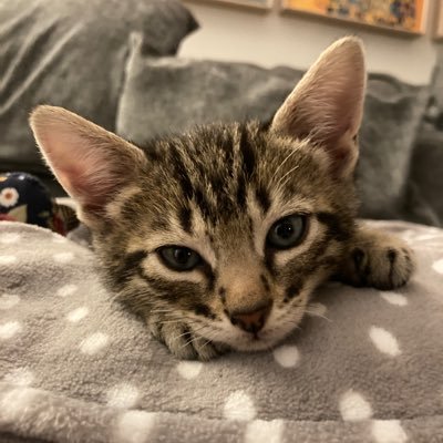 Just a big softy Bengal who loves sleeping on laps and playing with my toy mice😻❤️😻❤️