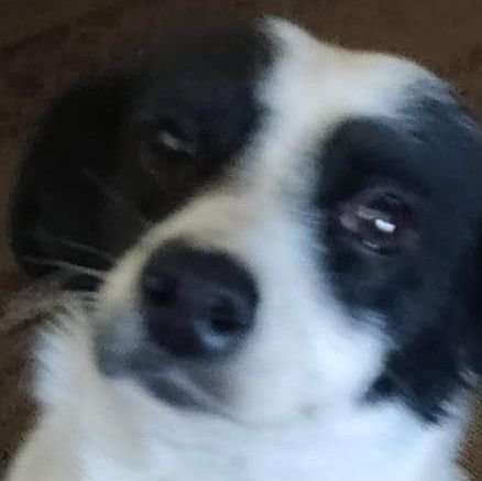 FialhoLeles's profile picture. Bem resolvida na vida.Pobre mas feliz!!! 😁😁😁😁😁Não estou aqui para ganhar seguidores,e sim,ter informações verdadeiras.Minha primeira conta foi derrubada.