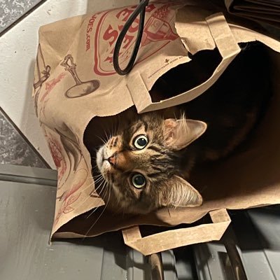 rlagou812's profile picture. MOM, MUSICIAN, ANIMAL RESCUER 🐶 🐱 🐰 PATRIOT! 🇺🇸🇺🇸Join the Convention Of States 👈👈.  Love my country, hate corrupt politicians.