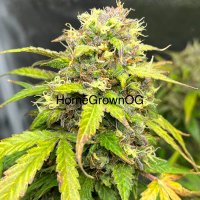 BigMikesHomegrown (@homegrown_og) 's Twitter Profile
