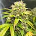 BigMikesHomegrown (@homegrown_og) Twitter profile photo BigMikesHomegrown (@homegrown_og) Twitter profile photo