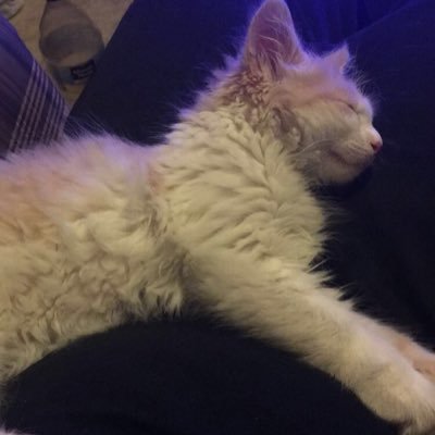 WavveyyCrypto's profile picture. nft junkiee 🥥