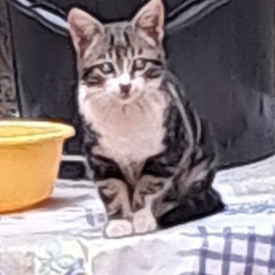 manstrong398's profile picture. hi, I'm an average Twitter user. I love everything gaming,combat sports, and pro wrestling