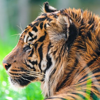 DeTrifoi's profile picture. Training text-to-image diffusion models for professional use, companies and individuals