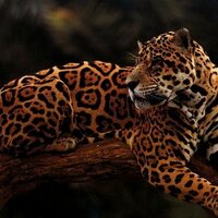 jaguar kitap (@jaguarkitap) 's Twitter Profile
