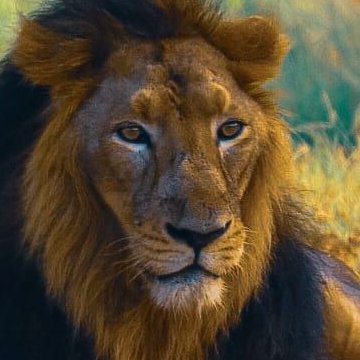 LionWaitz's profile picture. Investor. Swing trader.