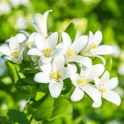 jasmine1510301's profile picture. 深空🐦‍⬛/20↑/産能短大→産能大３年次編入/23.10入学/