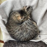 vera khovanskaya (@saysvera) 's Twitter Profile Photo vera khovanskaya (@saysvera) 's Twitter Profile Photo