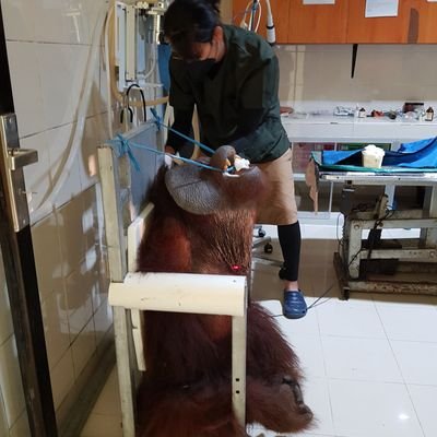 初めまして、獣医師のクロサワです。インドネシアのオランウータン保護施設にいます。ボランティアつまり無給つまりニート獣医です。ジャングル奮闘日記をyoutube(https://t.co/ODeCbQg105)でやっています。フォローお願いします。