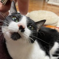 越後屋 (@echigo_cos) 's Twitter Profile Photo