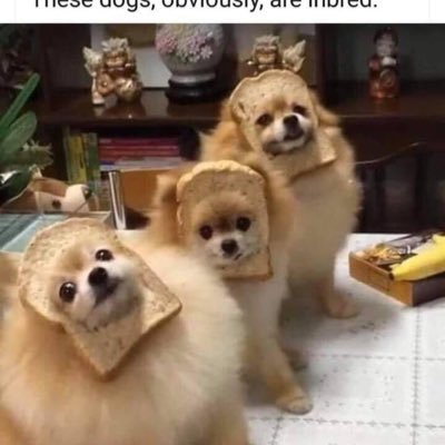 These dogs obviously are inbred