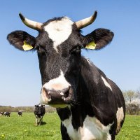 Manila Milker New 🇵🇭 (@manilamilker_1) 's Twitter Profile