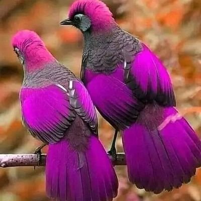 Lidya25656626's profile picture. I love and respect myself and others !