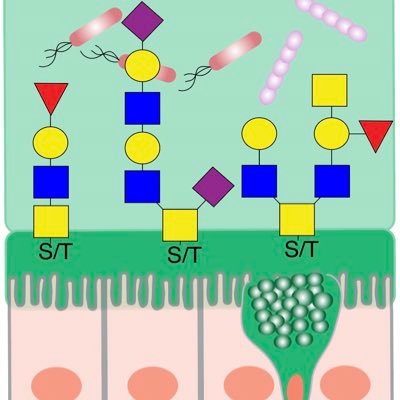 The Mucin Glycobiology Lab (aka Bergstrom lab), focuses on interface biology—where host & microbe meet, with mucins and their glycans at the centre of it all!