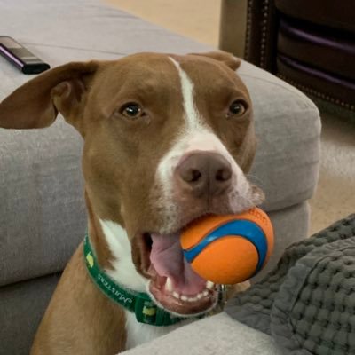 DevilintheOC's profile picture. •AZ native •3Gen SunDevil